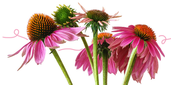 Echinacea: The Secret to Improved Immunity?