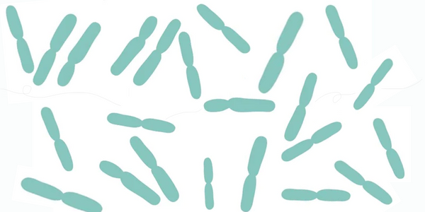 Lactobacillus Acidophilus: Is This Bacteria Actually Good for Us? How?