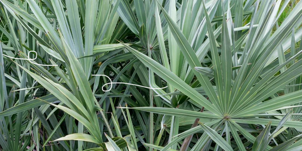 Saw Palmetto: A Natural Boost for Men