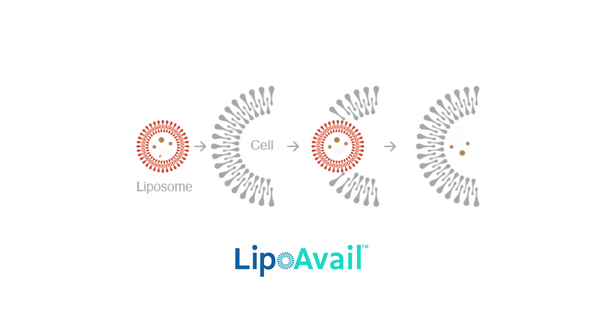 Absorb More, Waste Less: The Science Behind Liposomal Supplements