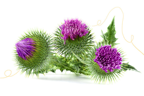 Milk Thistle: The Answer to a Healthy Liver?