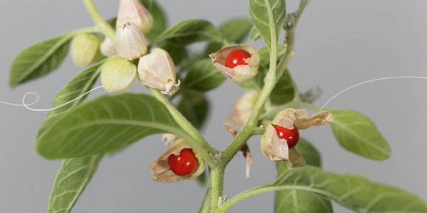 Ashwagandha： Nature's Gift of Calm